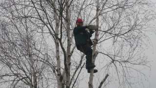 berken bomen rooien in s' Gravenmoer